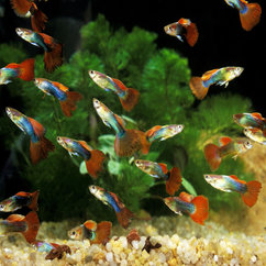 Fish for Sale