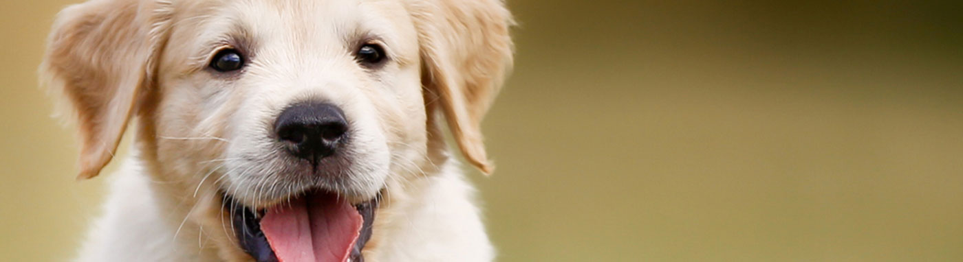Employment Opportunities - Petland San Antonio, Texas