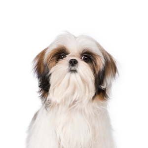 Grey shih tzu sales puppies for sale
