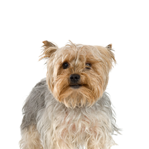 Silky Terrier