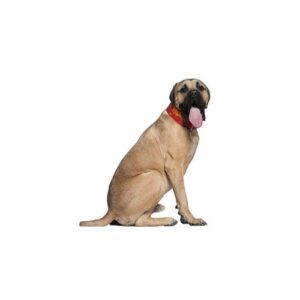 English Mastiff