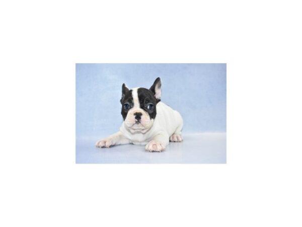 French Bulldog-DOG-Male-Black & White-7155-Petland San Antonio, TX