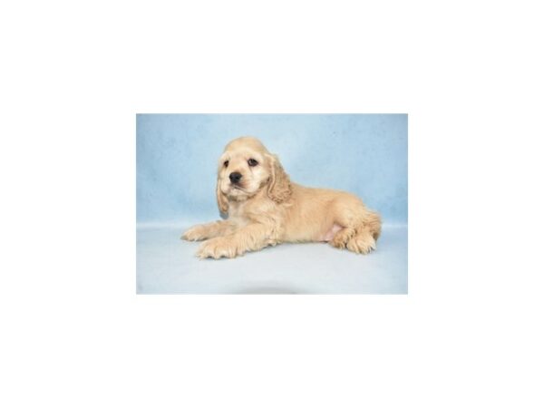 Cocker Spaniel DOG Male Buff 7803 Petland San Antonio, TX