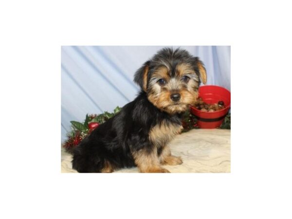 Yorkshire Terrier DOG Female Black & Tan 7847 Petland San Antonio, TX