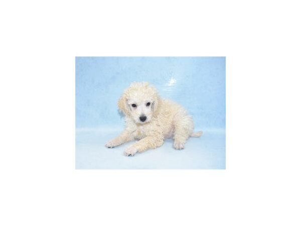 Poodle-DOG-Male-Cream-7861-Petland San Antonio, TX