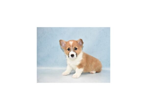 Pembroke Welsh Corgi DOG Male Red 4778 Petland San Antonio, TX