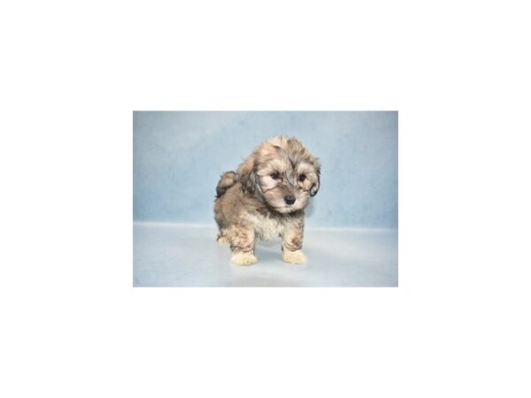 Havanese DOG Male Gold Sable 4830 Petland San Antonio, TX