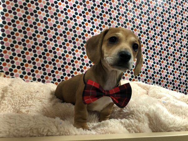 Dachshund-DOG-Male-rd & cr-4797-Petland San Antonio, TX