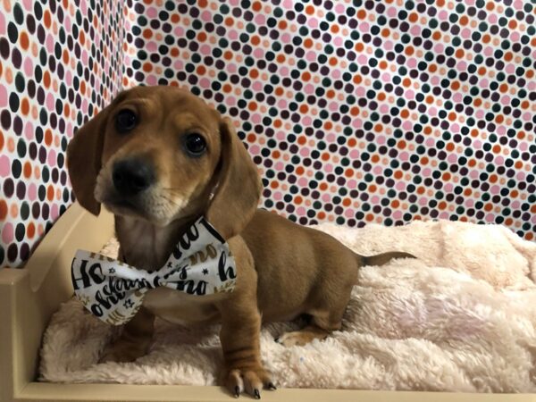 Dachshund DOG Male rd & cr 4798 Petland San Antonio, TX