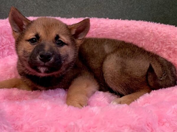 Shiba Inu-DOG-Female-Red Sesame-7921-Petland San Antonio, TX