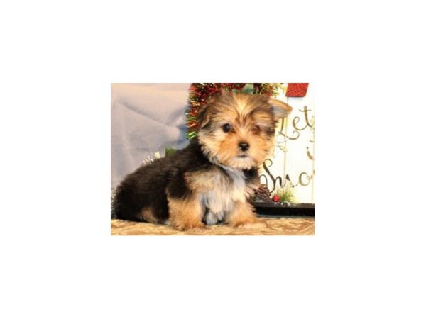 Yorkshire Terrier-DOG-Male-Black & Tan-7933-Petland San Antonio, TX