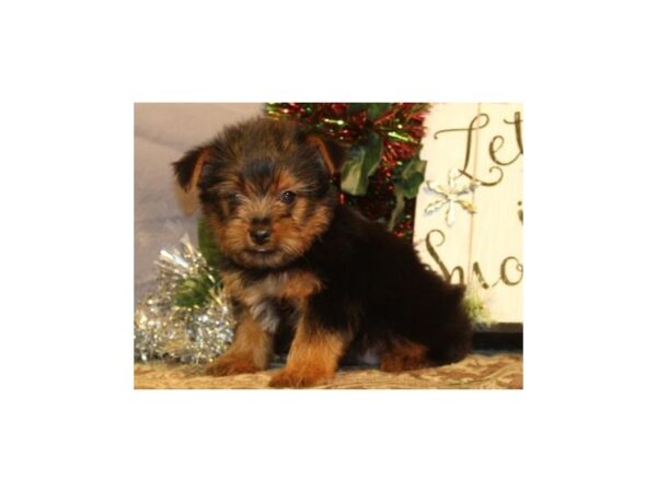 Yorkshire Terrier DOG Male Black & Tan 7936 Petland San Antonio, TX