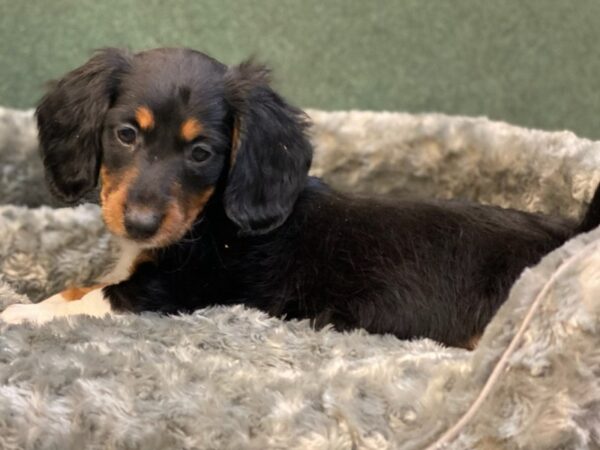 Dachshund DOG Male Black & Tan Piebald 7958 Petland San Antonio, TX