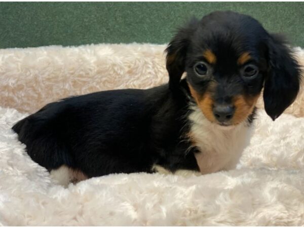 Dachshund DOG Female Black & Tan Piebald 7961 Petland San Antonio, TX