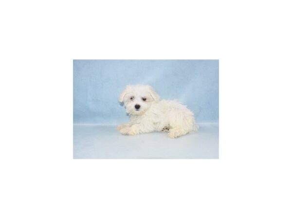 Maltese DOG Male White 7972 Petland San Antonio, TX