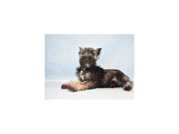 Miniature Schnauzer-DOG-Female-Salt & Pepper-7973-Petland San Antonio, TX