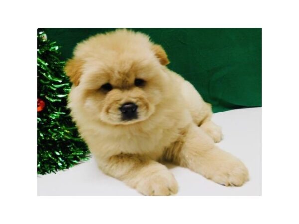 Chow Chow DOG Male Cream 7977 Petland San Antonio, TX