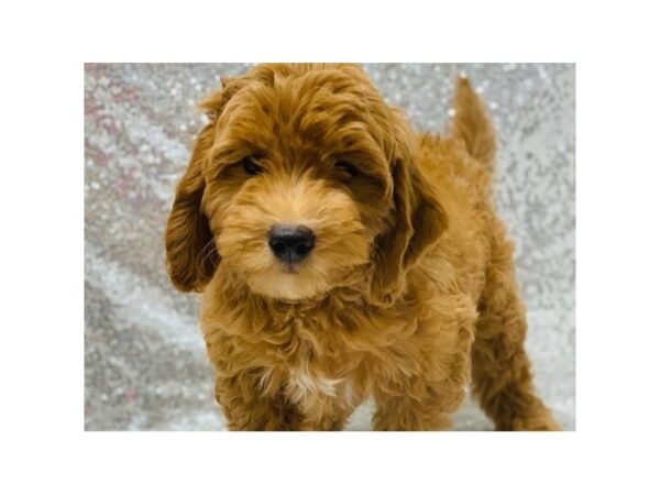 Miniature Goldendoodle-DOG-Male-Red-7978-Petland San Antonio, TX
