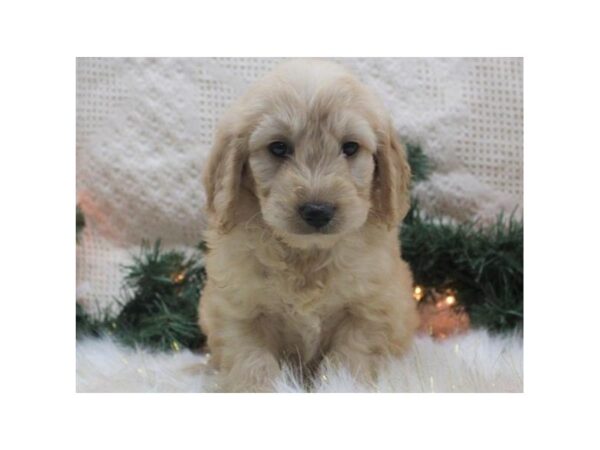 Miniature Goldendoodle DOG Male Golden 7981 Petland San Antonio, TX