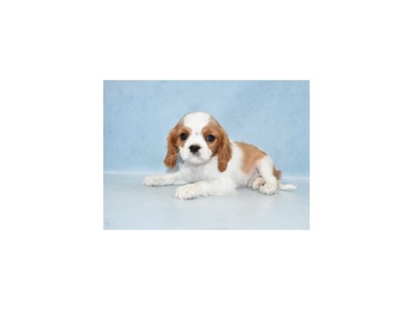 Cavalier King Charles Spaniel-DOG-Male-Blenheim-7987-Petland San Antonio, TX