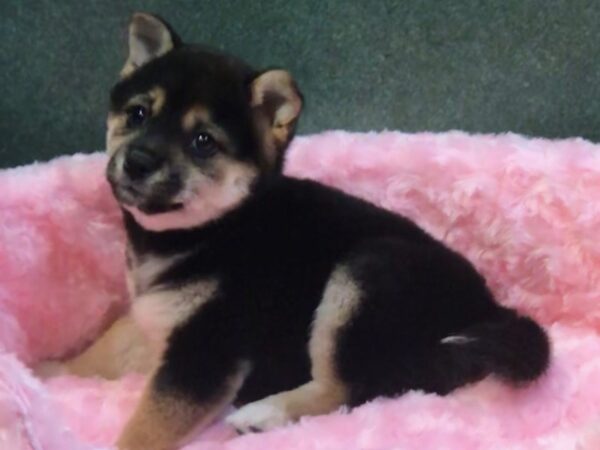 Shiba Inu-DOG-Female-Black & Tan-7989-Petland San Antonio, TX