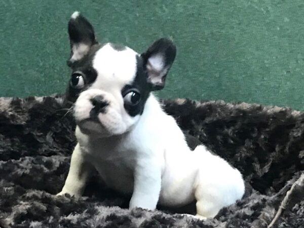 French Bulldog DOG Male Brindle & White 7993 Petland San Antonio, TX