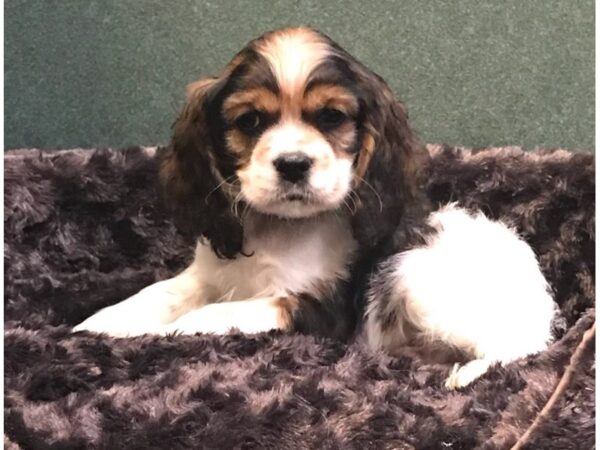 Cocker Spaniel DOG Male Sable & White 7994 Petland San Antonio, TX