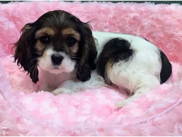 Cocker Spaniel DOG Female Sable & White 7995 Petland San Antonio, TX