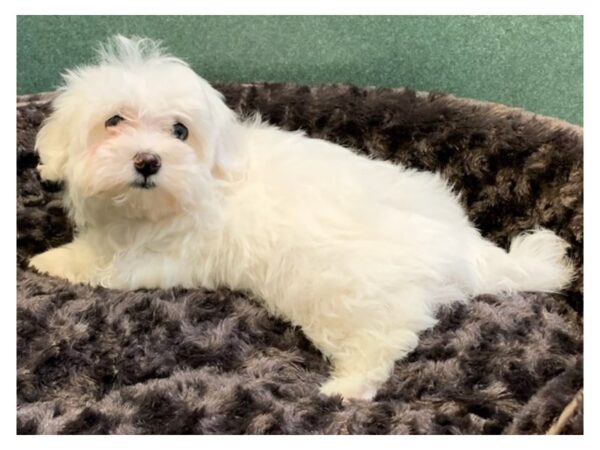 Maltese DOG Male White 8009 Petland San Antonio, TX