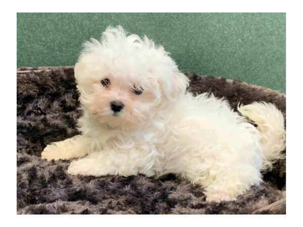 Maltese DOG Male White 8010 Petland San Antonio, TX