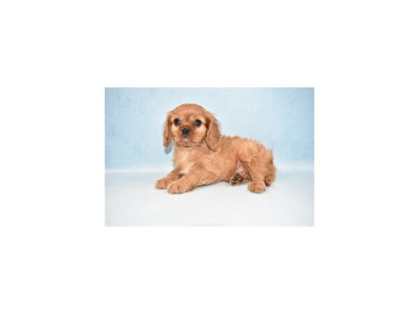 Cavalier King Charles Spaniel DOG Male Ruby 8015 Petland San Antonio, TX