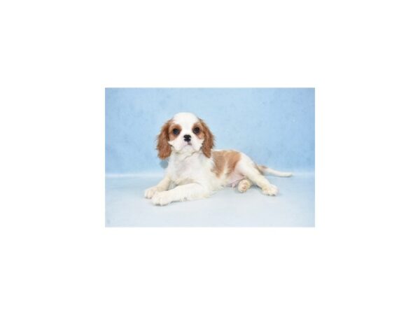 Cavalier King Charles Spaniel-DOG-Male-Blenheim-4861-Petland San Antonio, TX