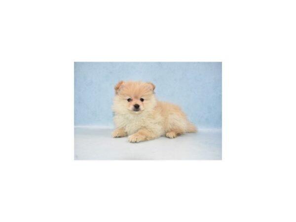 Pomeranian DOG Male Cream 8018 Petland San Antonio, TX