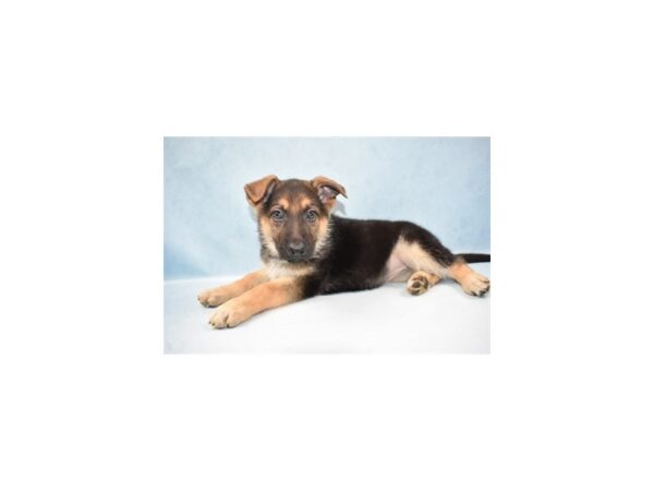 German Shepherd DOG Female Black & Tan 8016 Petland San Antonio, TX