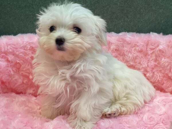 Maltese DOG Female White 8011 Petland San Antonio, TX