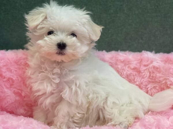 Maltese DOG Female White 8012 Petland San Antonio, TX