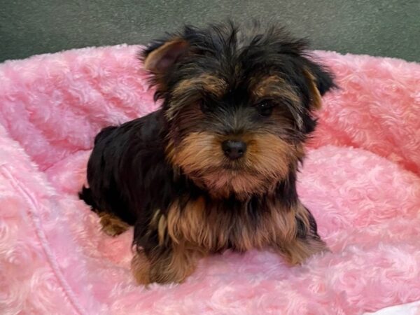 Yorkshire Terrier DOG Female Blue & Gold 8013 Petland San Antonio, TX