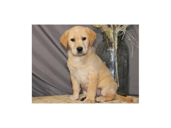 Labrador Retriever DOG Female Yellow 8021 Petland San Antonio, TX