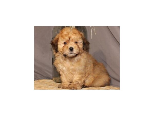 Teddy Bear-DOG-Male-Golden-8022-Petland San Antonio, TX