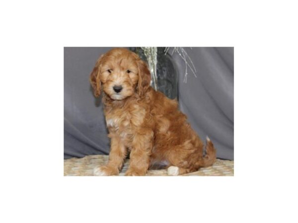 Miniature Goldendoodle DOG Female Red 8023 Petland San Antonio, TX