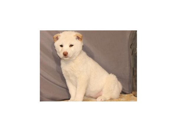 Shiba Inu DOG Female Cream 8024 Petland San Antonio, TX