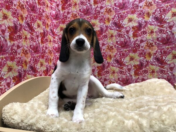 Beagle DOG Female blk wh & tn 4789 Petland San Antonio, TX