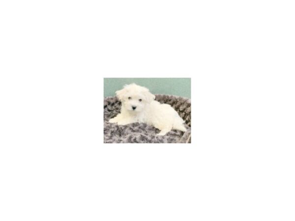 Havanese-DOG-Male-Cream-8027-Petland San Antonio, TX