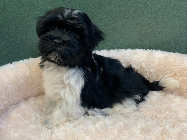 Havanese DOG Male Black & White 8029 Petland San Antonio, TX