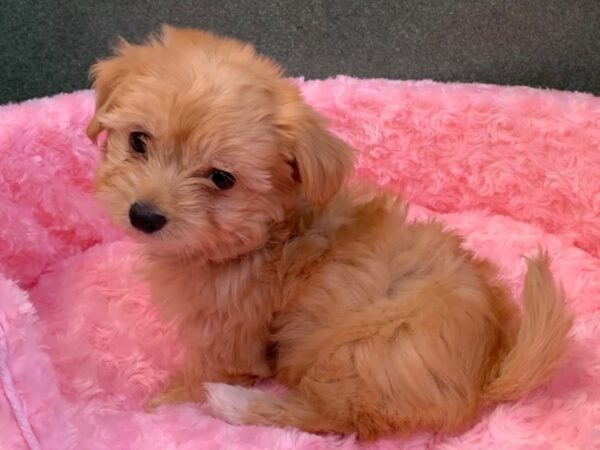 Havanese DOG Female Golden 8030 Petland San Antonio, TX