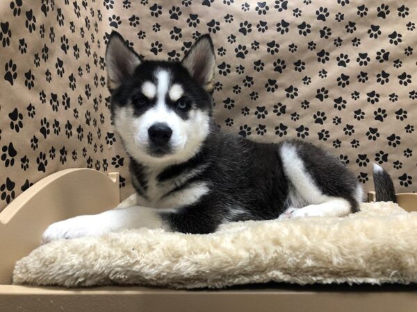 Siberian Husky DOG Male blk & wh 4882 Petland San Antonio, TX