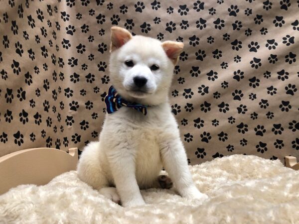 Shiba Inu-DOG-Male-cr-4878-Petland San Antonio, TX