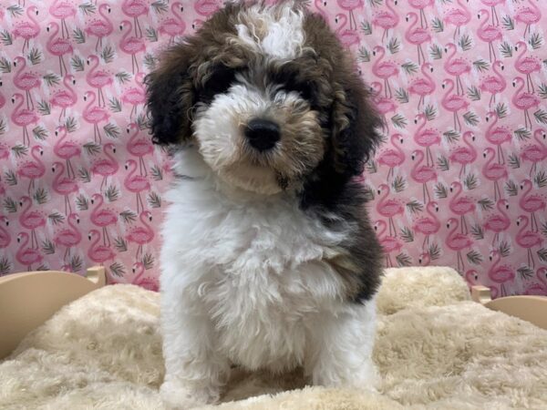 Mini Bernedoodle DOG Male blk & wh 4884 Petland San Antonio, TX