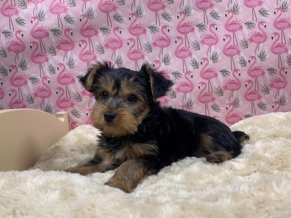 Yorkshire Terrier DOG Male blk & tn 4885 Petland San Antonio, TX