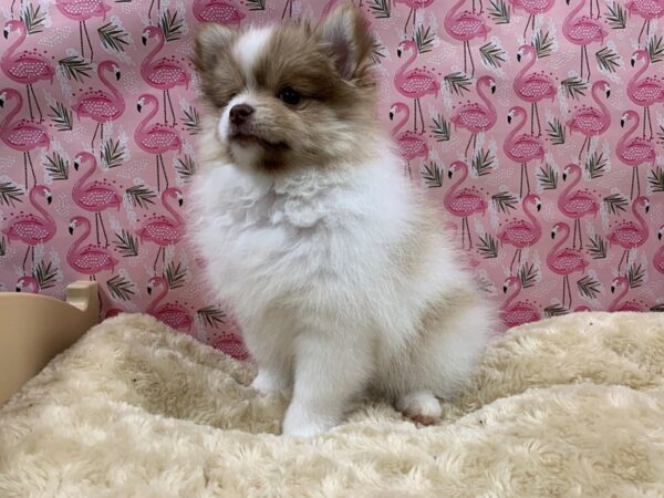 Pomeranian DOG Female br parti 4889 Petland San Antonio, TX